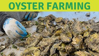 How Oysters are Farmed in California Oyster spat filled FLUPSY [upl. by Enyamert678]