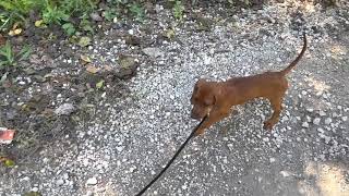 Training a redbone coonhound First time working with her [upl. by Lyrahs]