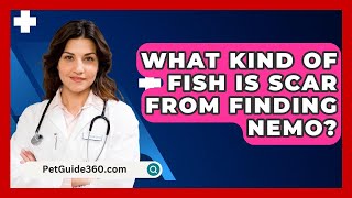 What Kind Of Fish Is Scar From Finding Nemo  PetGuide360com [upl. by Mackey]