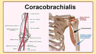 coracobrachialis [upl. by Catherine]