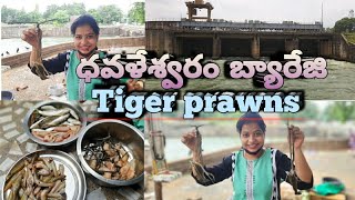 Tiger prawns  dowleswaram barrage  godhavari  fishes  crabs [upl. by Mandel]