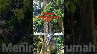 skil dewa tebang pohon menimpa Rumah [upl. by Alric]