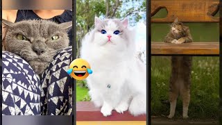 Funniest Cat 🐱 viral 🐱 magicmewtv Episode 5078 [upl. by Robbert924]