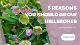 Gardening with Hellebores  5 Reasons You Should Grow Lenten Rose  Brick ’n Blooms [upl. by Nosimaj972]