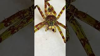 Insane Huntsman Spider [upl. by Darum]