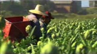 Artichoke Field Harvest Castroville CA [upl. by Roxanna]