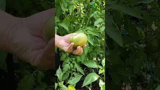 Picking Some Cherokee Purple And Brandywine Black At First Change Of Color cherokeepurple tomatoes [upl. by Ainuj]