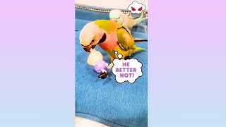 Parakeet Drama Continues Part 2 🦜🔥 [upl. by Ezar]