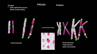 Cell cycle and Mitosis OCR A ALevel Biology Revision Module 216 [upl. by Asehr92]