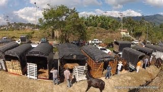 Cabalgata Armenia Quindio 2013 [upl. by Eliathas236]