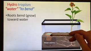 Plant Tropisms [upl. by Erwin]