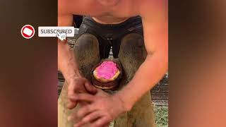 Horses Hoof Cleaning Compilation [upl. by Alliw]