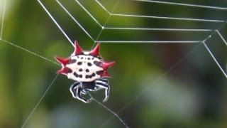 Spiny Orb Weaver Spider Spinning A Web [upl. by Ahsatin]