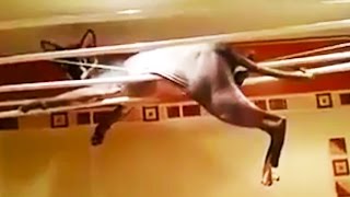 Funny Sphynx Cats 🙀 HILARIOUS SPHYNX CATS Funny Pets [upl. by Lillith404]