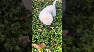 Lagotto romagnolo doing lagotto things [upl. by Kersten681]