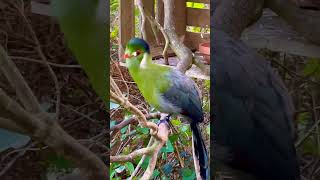 Turaco Bird  Birds  Softbills  Bird Aviary  White Cheeked Turaco  Bird Sounds  Bird Song [upl. by Bravin435]