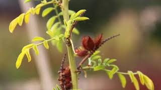 How to Plant Glycyrrhiza Glabra Sweet Root For Beginners [upl. by Elladine]