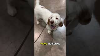 Clumber Spaniel dogs rasanjing animals [upl. by Annaira]