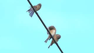 4K Makolągwy na kablu  Linnets on a wire  Linaria cannabina [upl. by Geof]