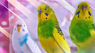 3 Hour Sounds of Budgies for Lonely Birds [upl. by Melton]