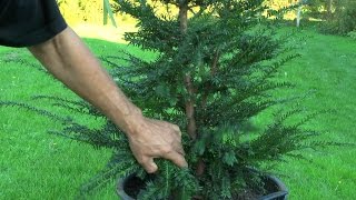 Gartenbonsai Taxus baccata Eibe Grundgestaltung [upl. by Nylzzaj851]