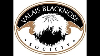 Valais Blacknose Sale at Carlisle 330pm am on Saturday 19th August 2023 [upl. by Alyce513]