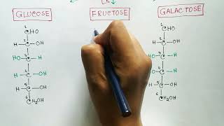 Carbohydrates  Monosaccharides  Glucose  Fructose  Galactose [upl. by Aicirt]