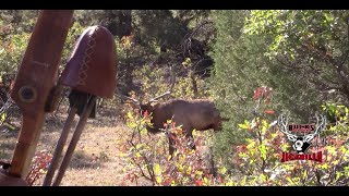 Larsons 2020 Jicarilla Archery Bull Elk [upl. by Johann]