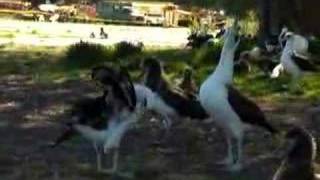 Gooney Birds at Midway Island [upl. by Redleh484]