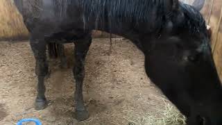 How the horses display their hay preferences [upl. by Eardnoed]