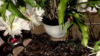 Night Blooming Cereus November 2024 [upl. by Shuler866]