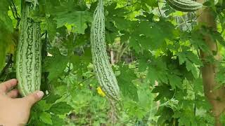 Ampalaya Garden  Bitter Gourd [upl. by Ilaw]