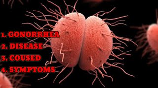 GONORRHEA DISEASE CAUSED SYMPTOMS foryou newvideo subscribe youtube youtuber youtubeshorts [upl. by Noonberg]