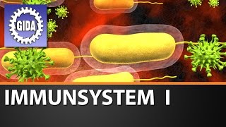 Trailer  Immunsystem I  Biologie  Schulfilm [upl. by Ashli]