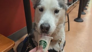 OUR SECOND SERVICE DOG MEETUP SERVICE DOG GETS A PUPACHINO [upl. by Sparrow]