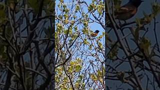 AMERICAN Redstart BIRD youtubeshorts relaxingsounds chirpingbirds warbler shorts video [upl. by Danni575]