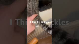 cat tickles funny odd weird miawmiaw [upl. by Sivrahc482]