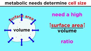 Prokaryotic Cells The Simplest Kind of Life [upl. by Rella]