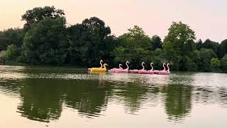 🦩Pink flamingos at Deleware park lake🦩 [upl. by Alphard]