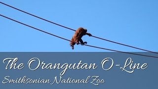 The Orangutan OLine  Smithsonian National Zoo Washington DC HD [upl. by Inverson988]