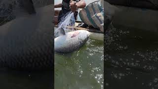 fishing fiish beachfishing fish filefish carpfishing fihing carp fiahing videogama [upl. by Eardnaed]