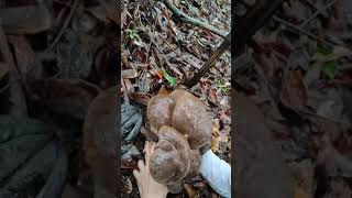 What is this mushroomThe Mushroom Era asmr wildmushrooms [upl. by Oijres]