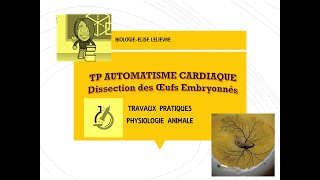 TP Automatisme cardiaque  Dissection du coeur dembryon de poulet [upl. by Terrence]