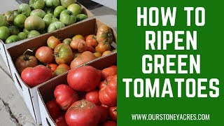 How to Ripen Green Tomatoes [upl. by Paddy]