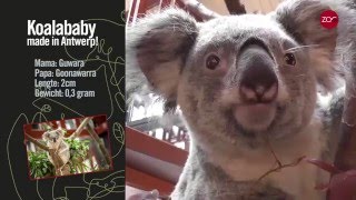 Mirakelbaby voor koala in ZOO Antwerpen [upl. by Ahsiekal]