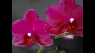 Promoções continuam  Garanta sua Phalaenopsis [upl. by Janerich63]