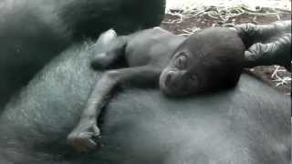 3 days old Baby Gorilla  Mother Baghira  Father Rututu  Munich Zoo [upl. by Hedberg217]