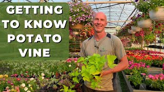 Getting to Know POTATO VINE Ipomoea  Best Tips for Care Use and What You Need to Know [upl. by Obie310]