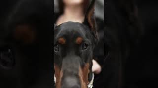 Ear Cropping and Tail Docking in Dobermans pets dog shorts [upl. by Oicnerual370]