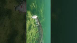 Violent pike attacks on a rudd part 22  Nature is beautiful and cruel pike fishing [upl. by Nyrak799]